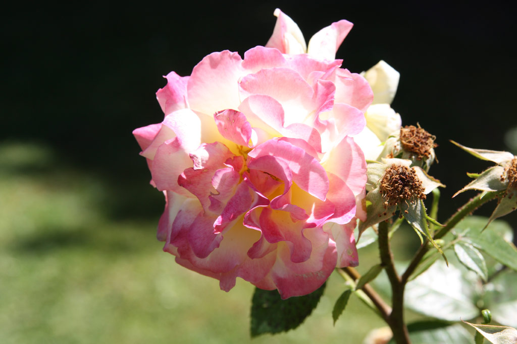 růže Pillnitz