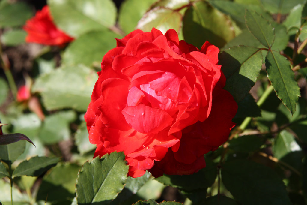 růže Pillnitzer Marcellina