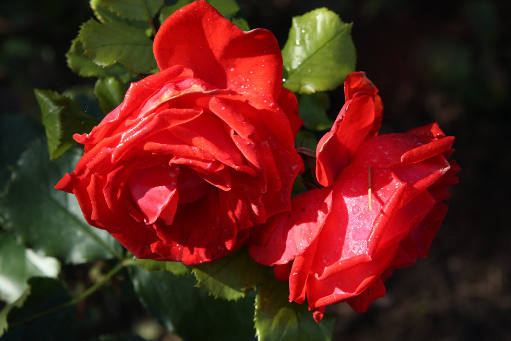 růže Pilurett