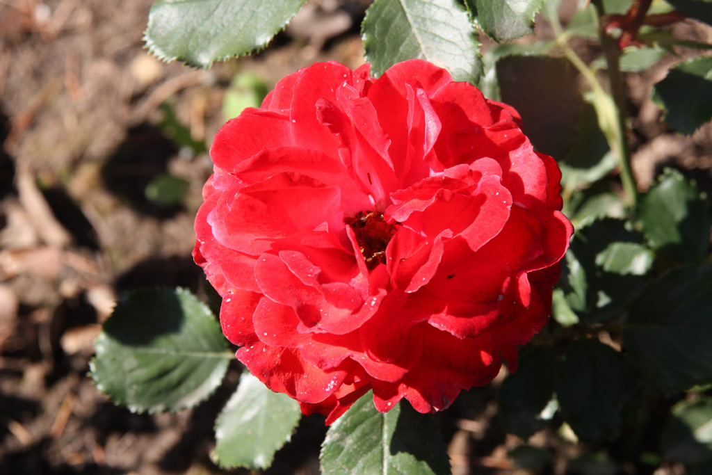 růže Pilurett