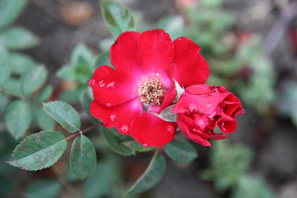 růže Pindurka
