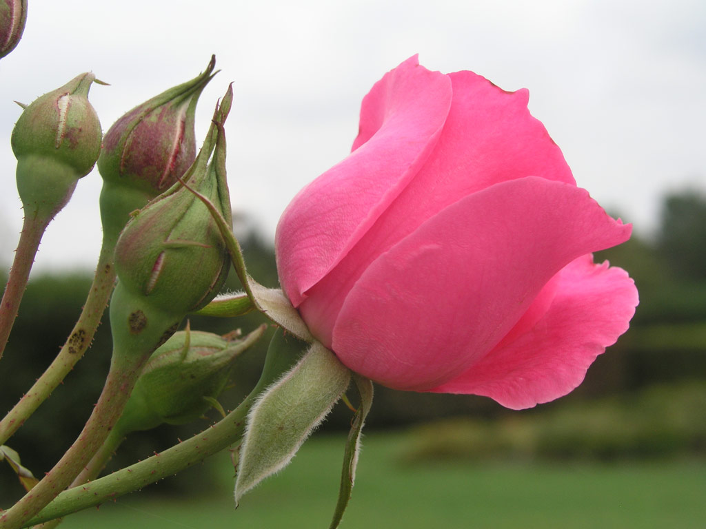 růže Pink Cloud