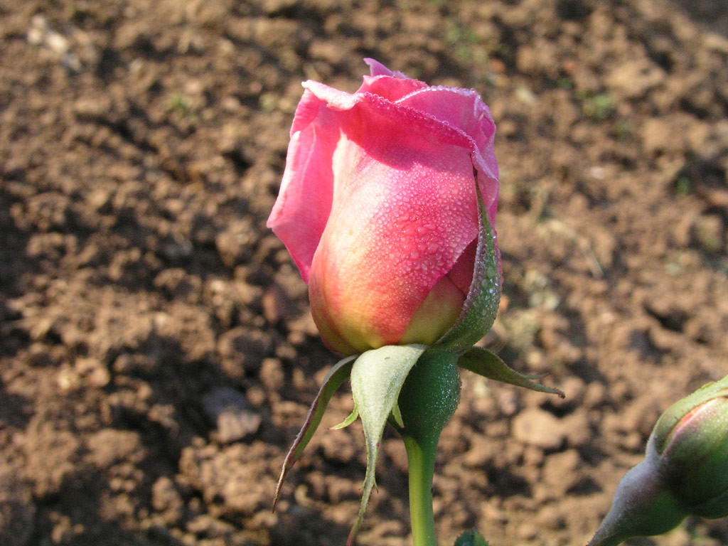 růže Pink Dawn