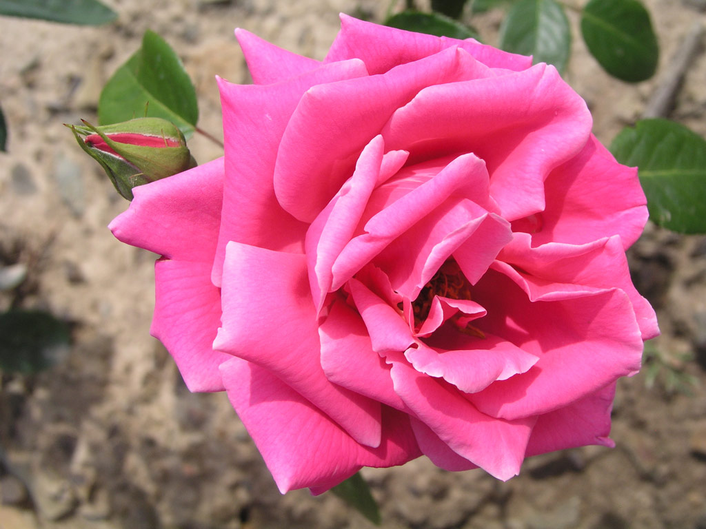 růže Pink Favorit