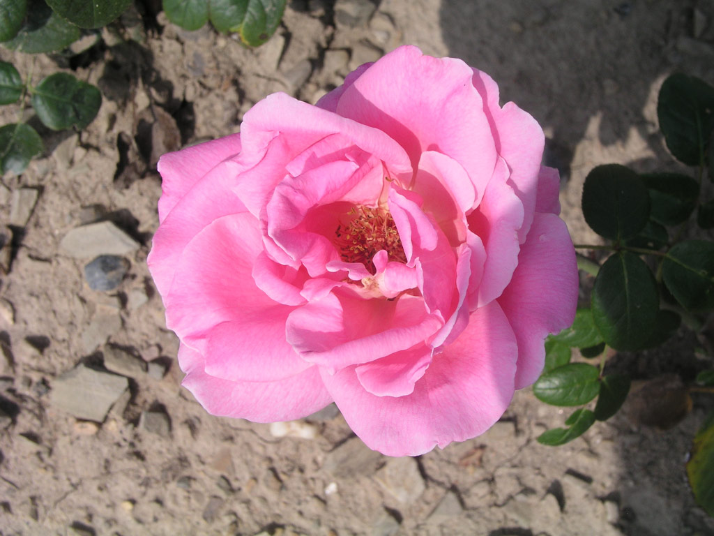 růže Pink Favorit