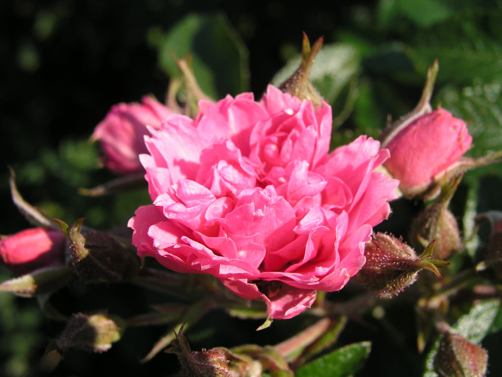 růže Pink Grootendorst