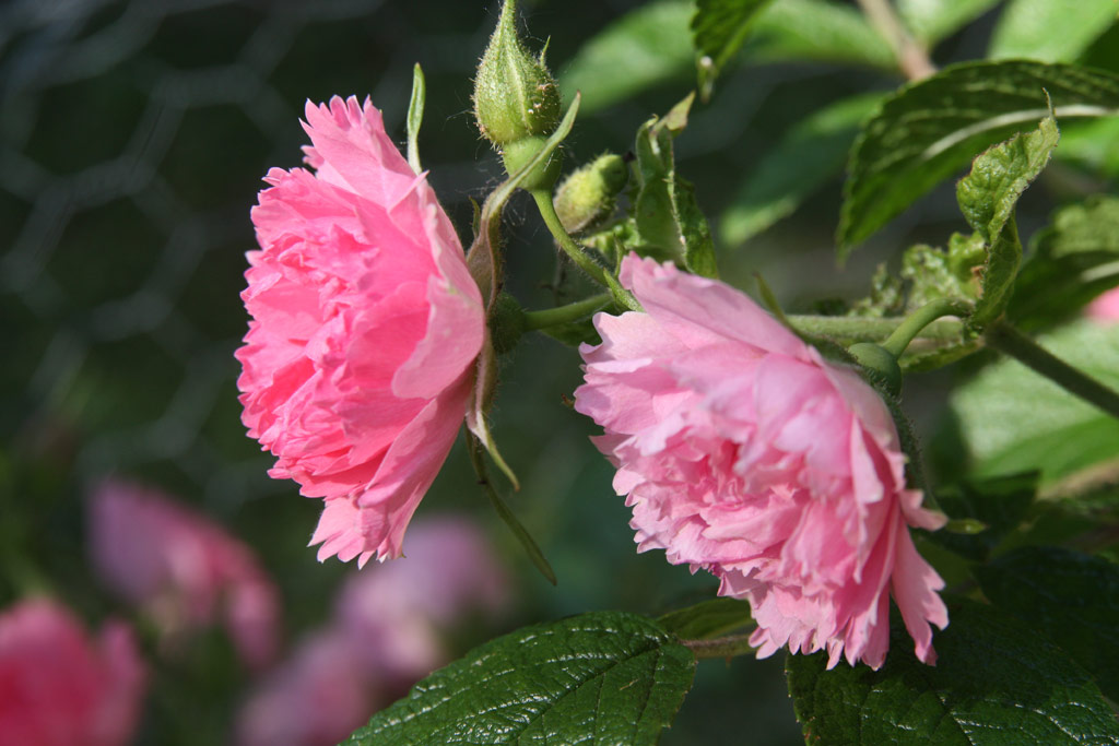 růže Pink Grootendorst