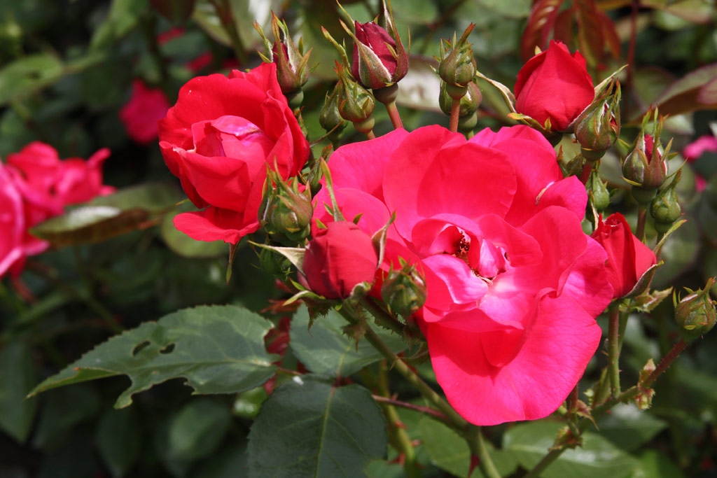růže Pink La Sevillana
