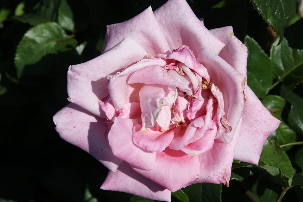 růže Pink Lustre