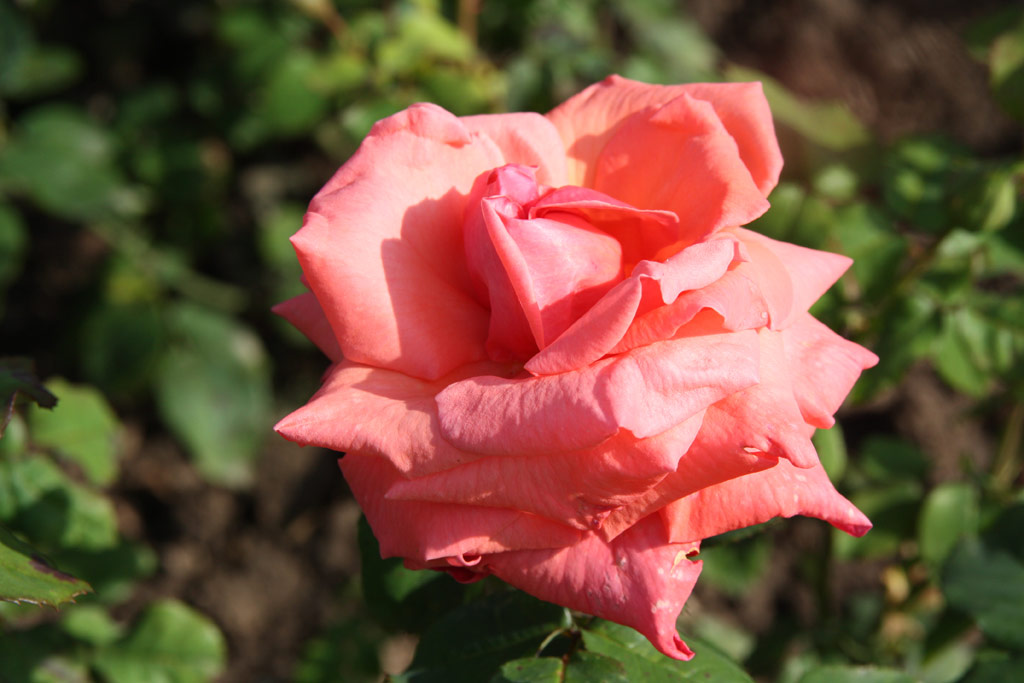 růže Pink Masterpiece