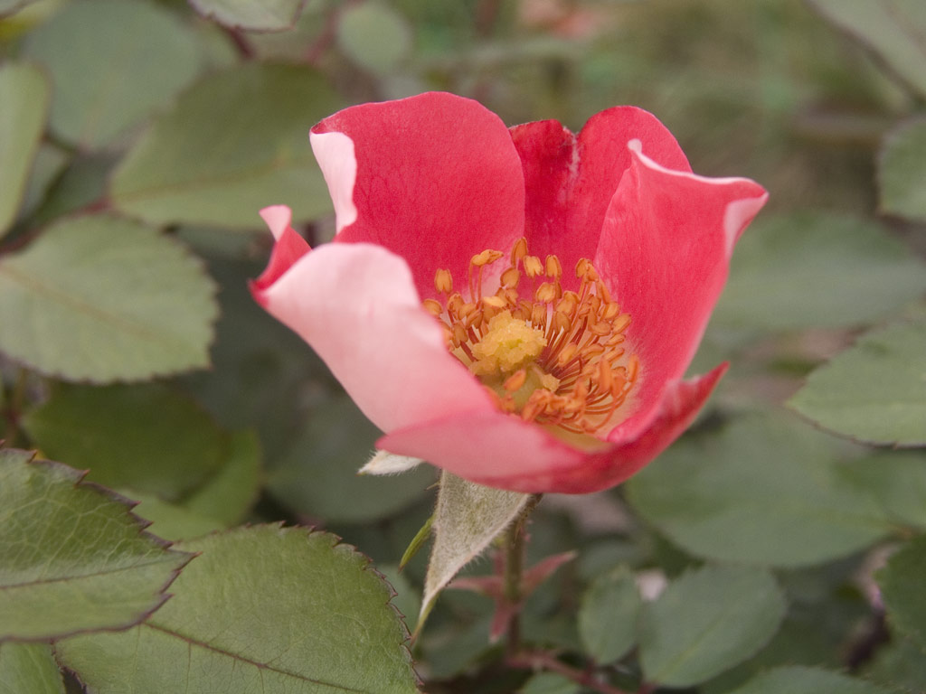 růže Pink Meidiland