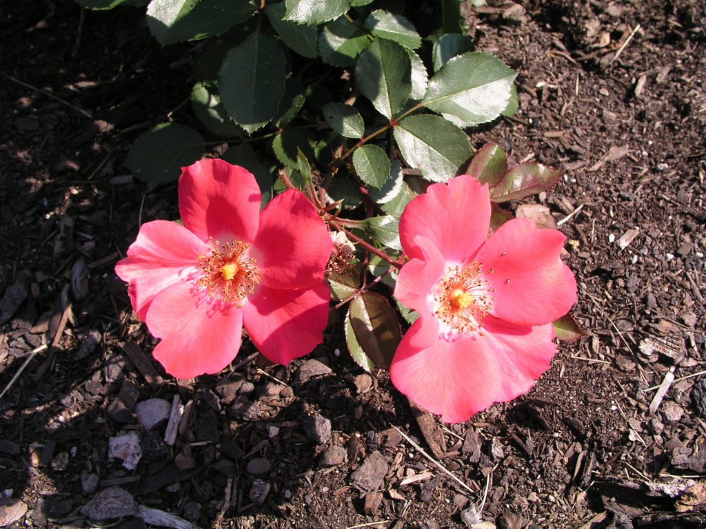 růže Pink Meidiland