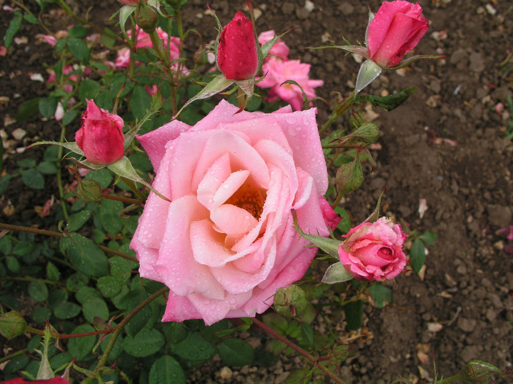 růže Pink Parfait