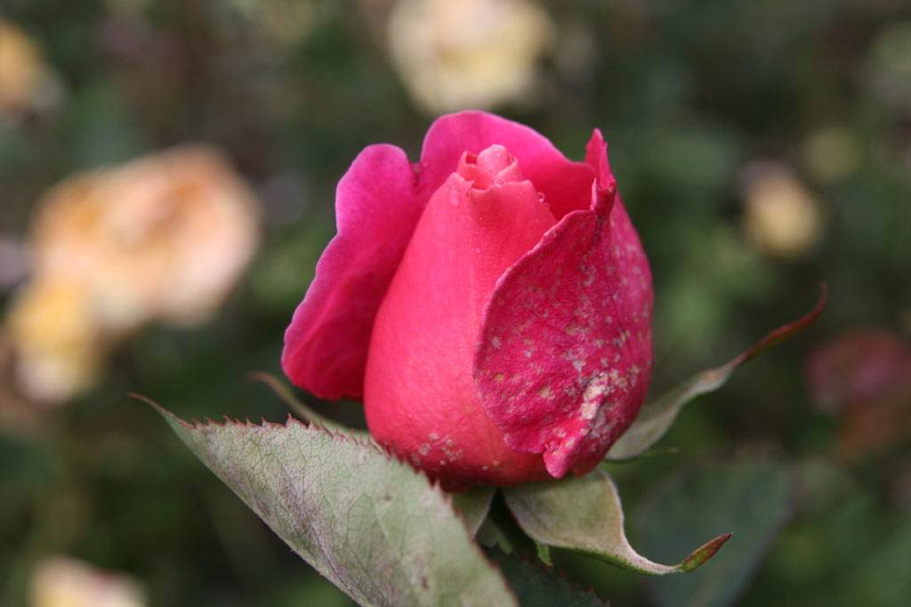 růže Pink Peace