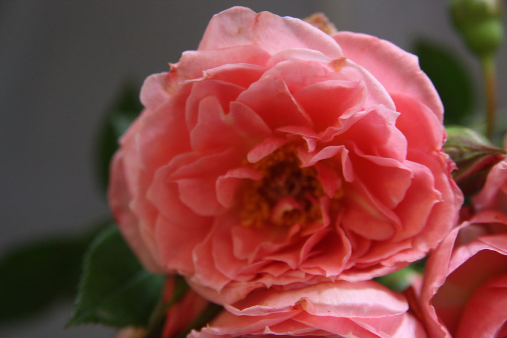 růže Pink Pirouette