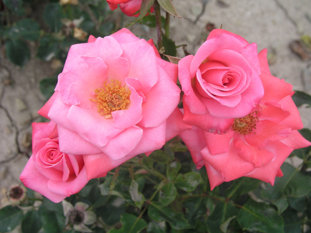 růže Pink Puff