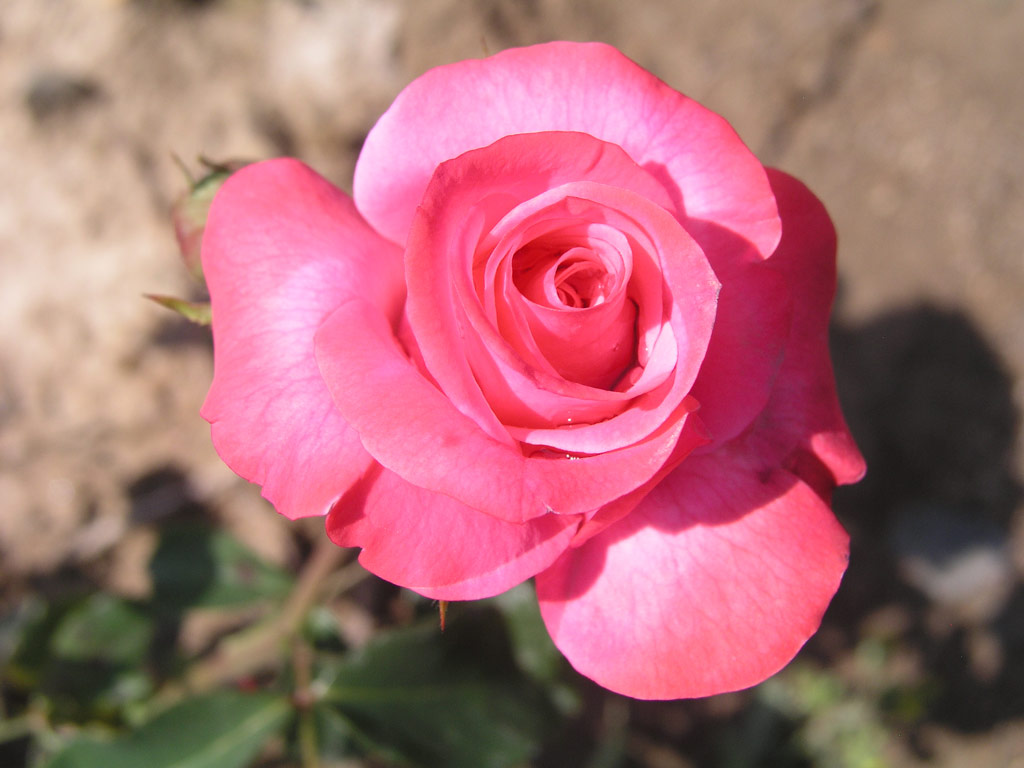 růže Pink Puff