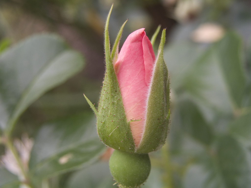 růže Pink Robusta