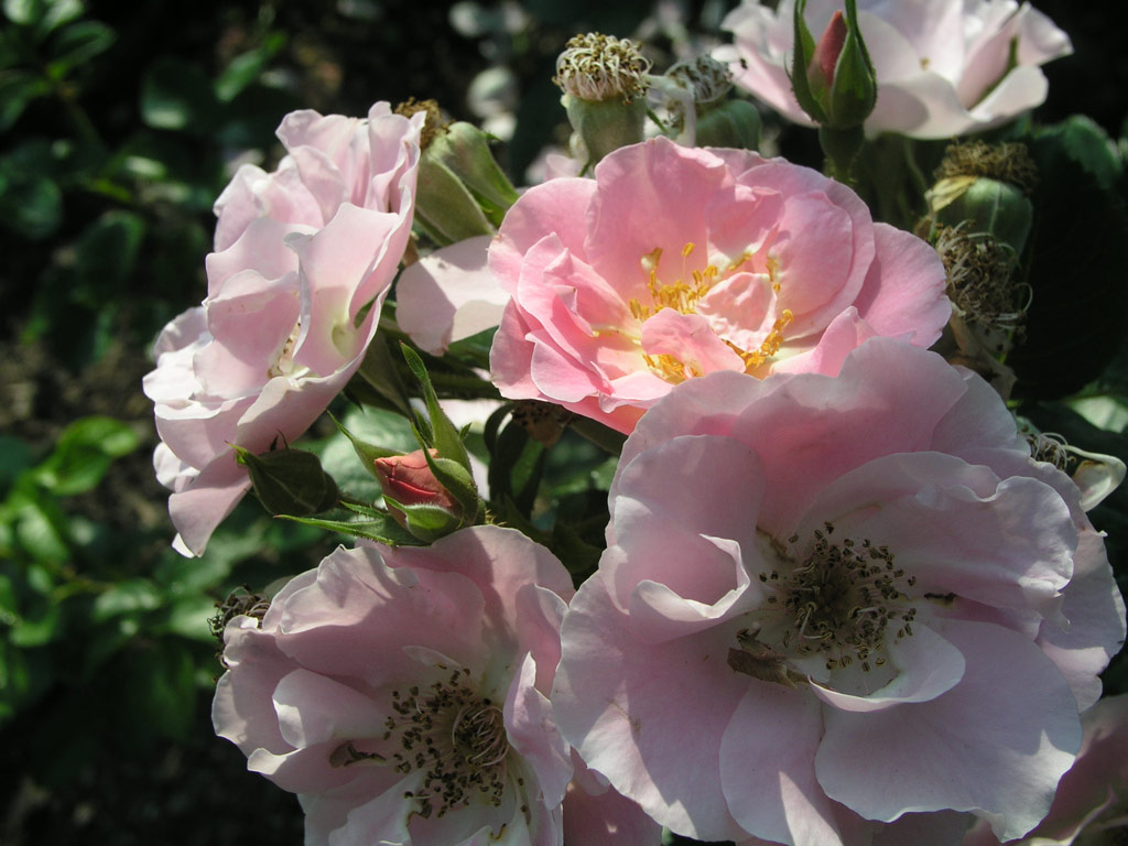 růže Pink Robusta