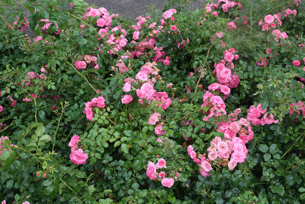 růže Pink Swany