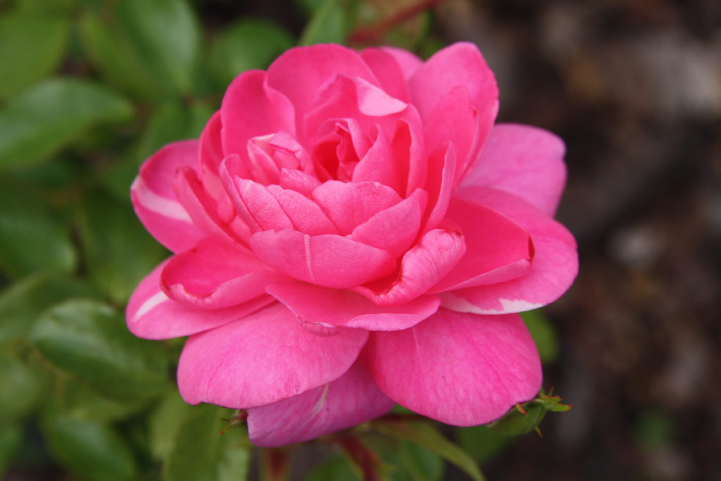 růže Pink Traumland