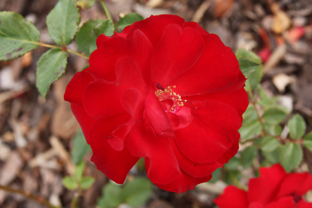 růže Piros Paprika