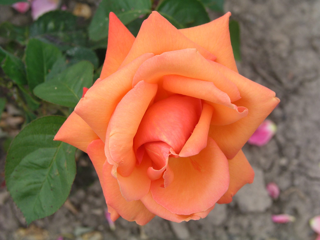 růže Piroschka