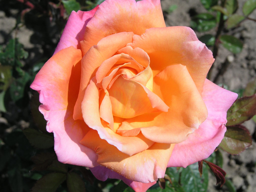 růže Piroschka