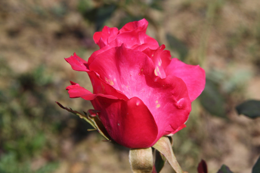 růže Pliska