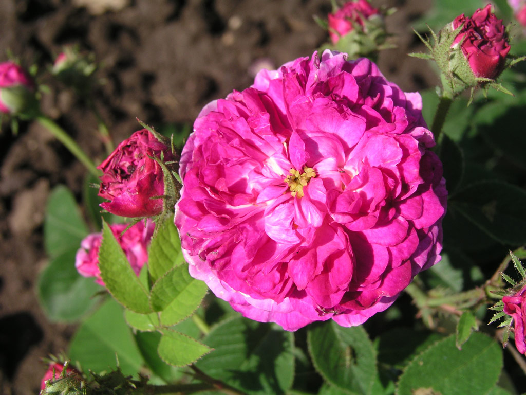 růže Poema (Rajhrad)