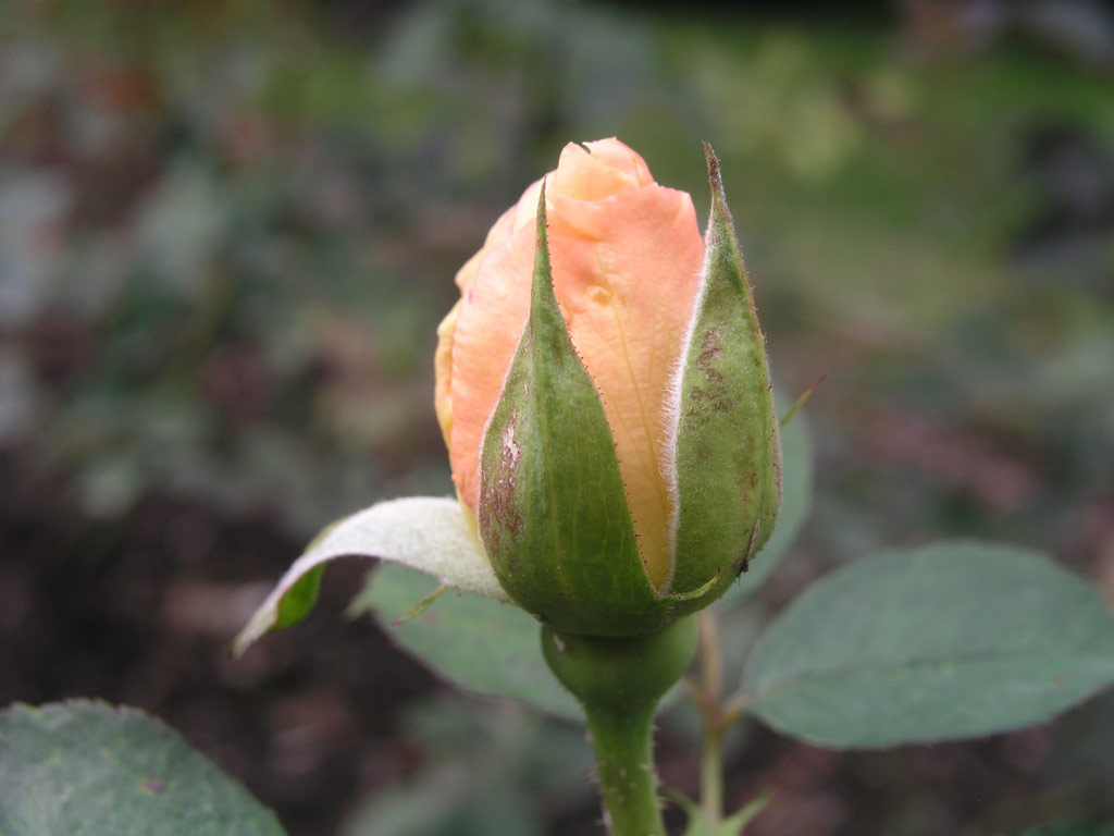 růže Poesie (Strnad)