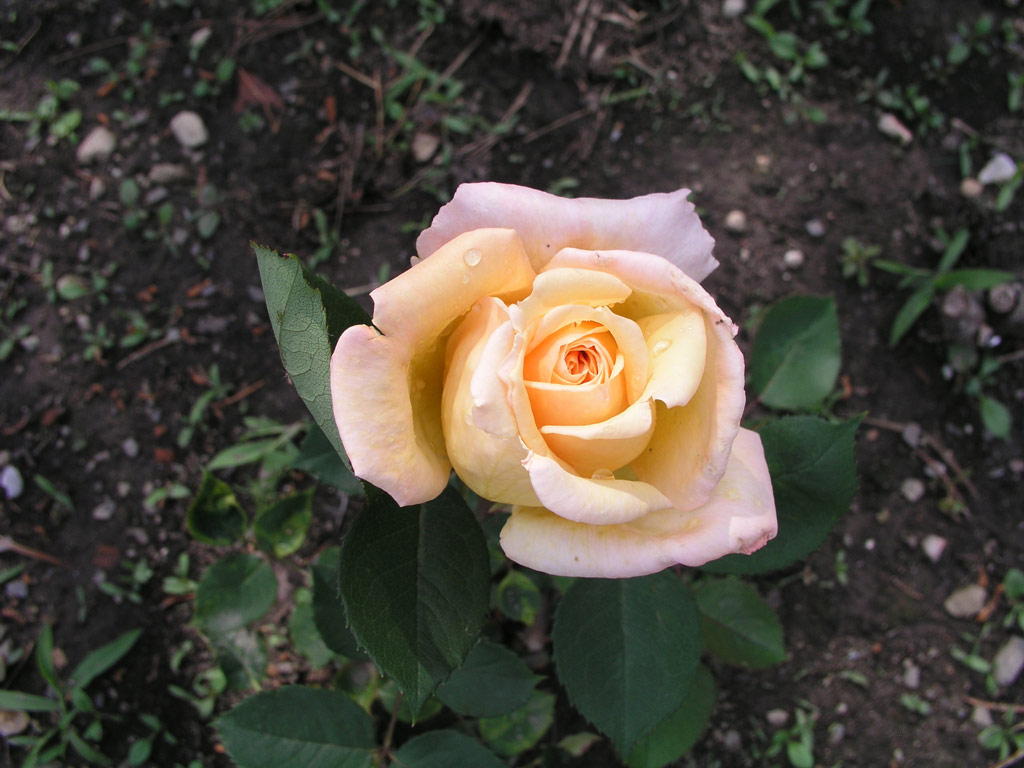 růže Poesie (Strnad)