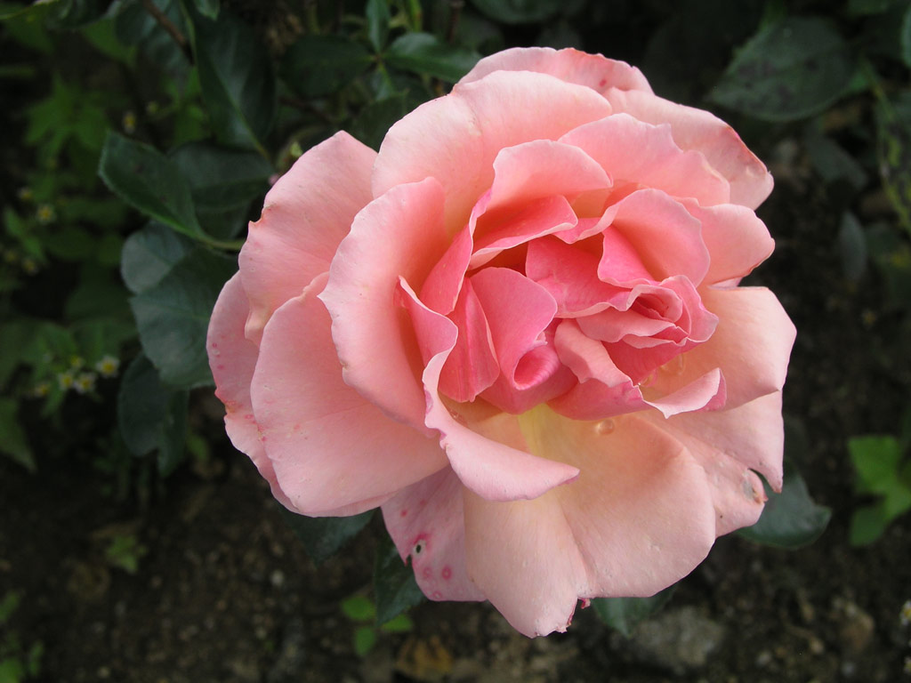 růže Poesie (Warriner)