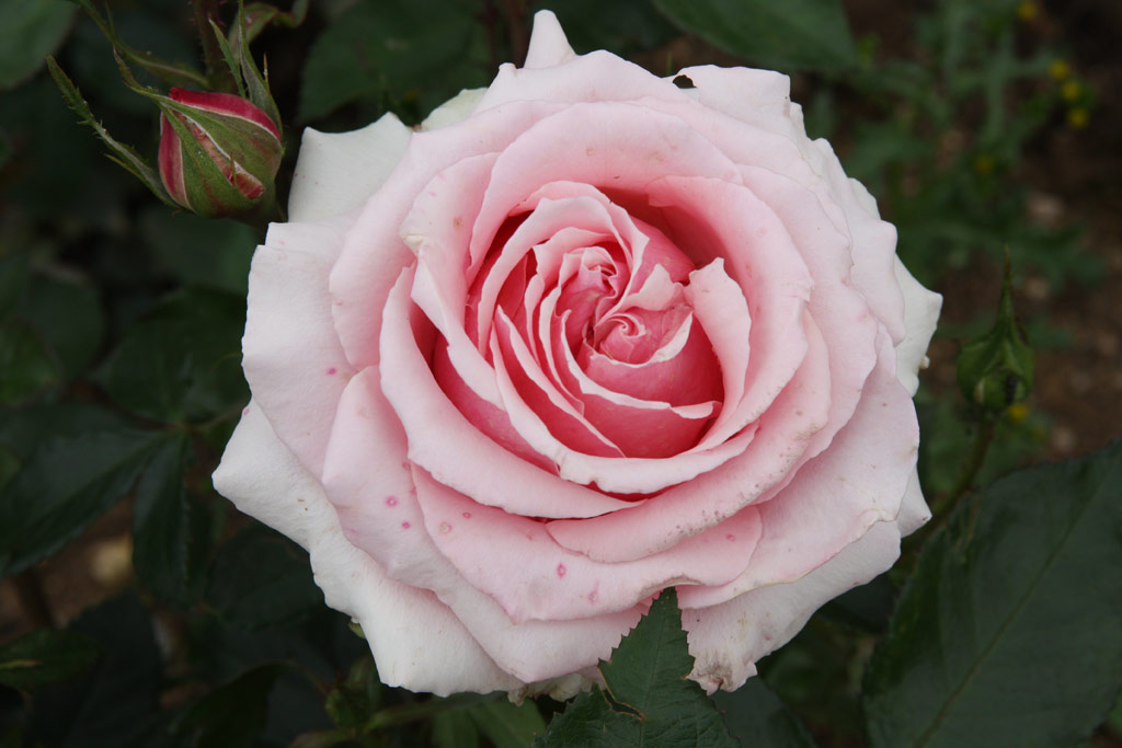 růže Poesie (Warriner)
