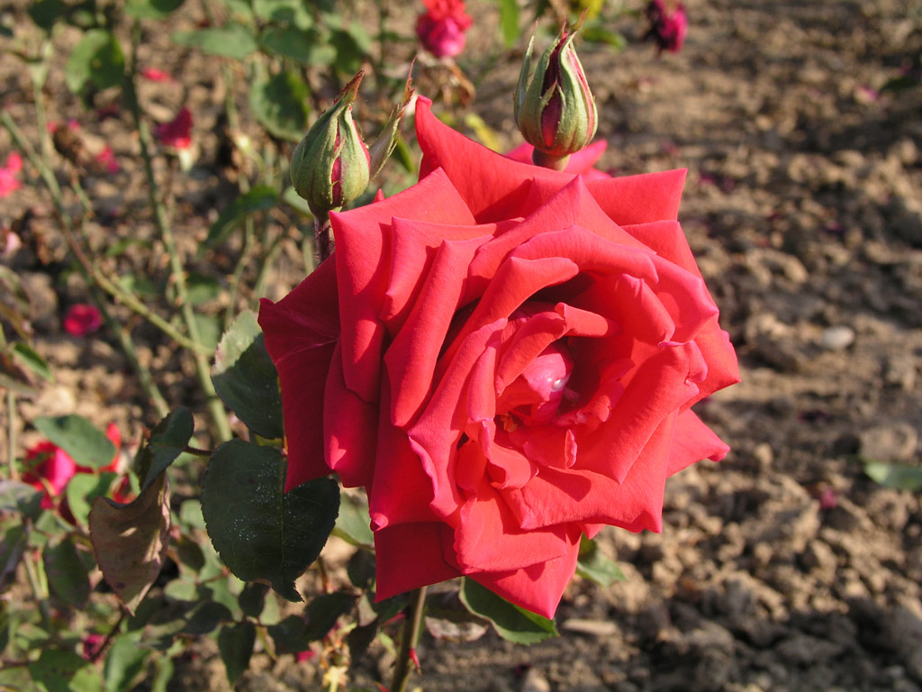 růže Poinsettia