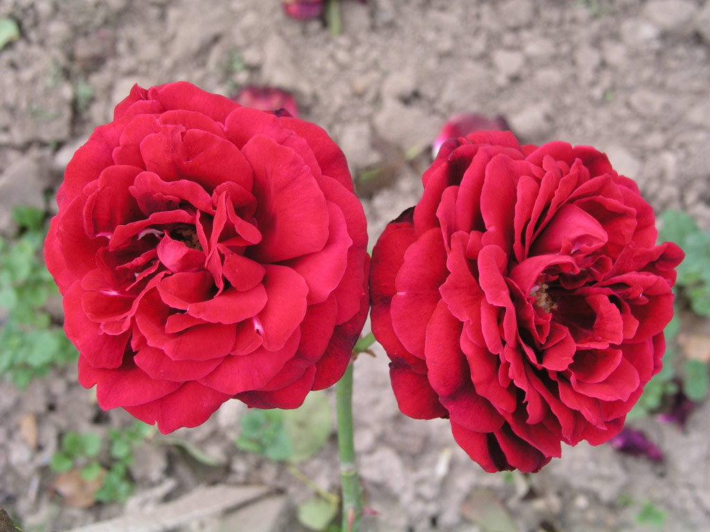 růže Pol Robson