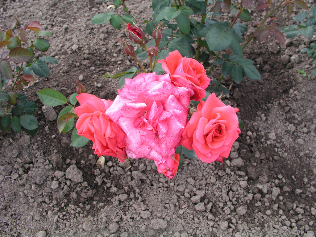 růže Polka