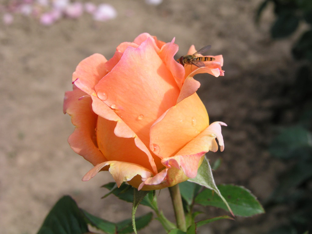 růže Polka 91