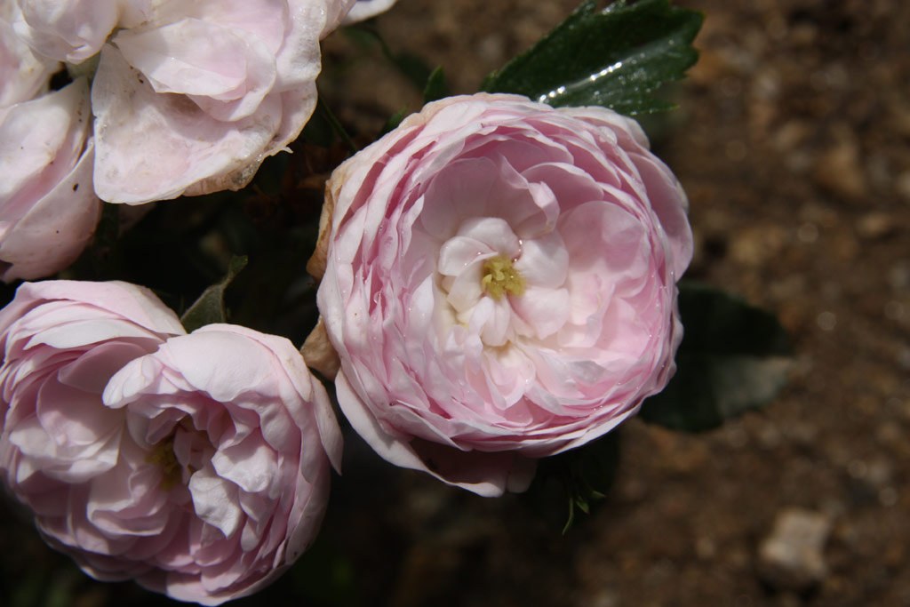 růže Pompon Blanc Parfait