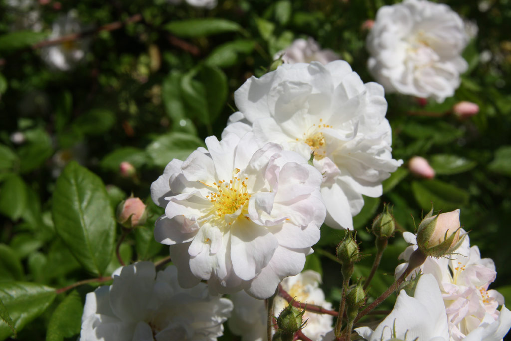 růže Pompon Blanc Parfait