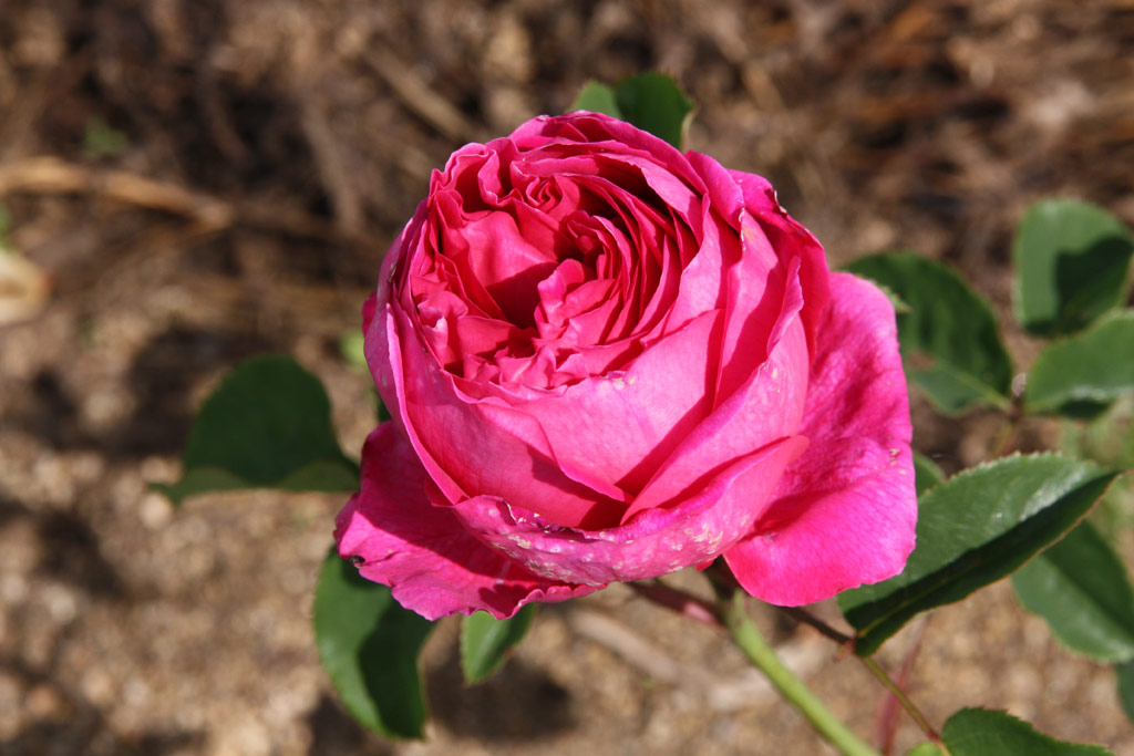 růže Pompon de Paris (Skali?any)