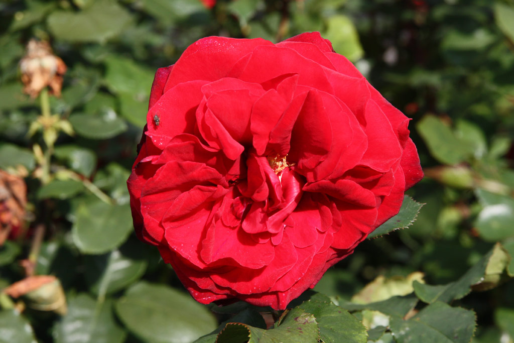 růže Porta Nigra