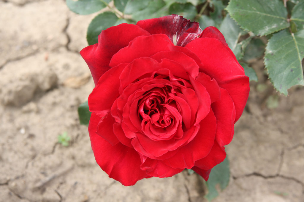 růže Porta Nigra
