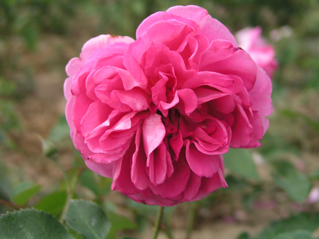 růže Portmeirion