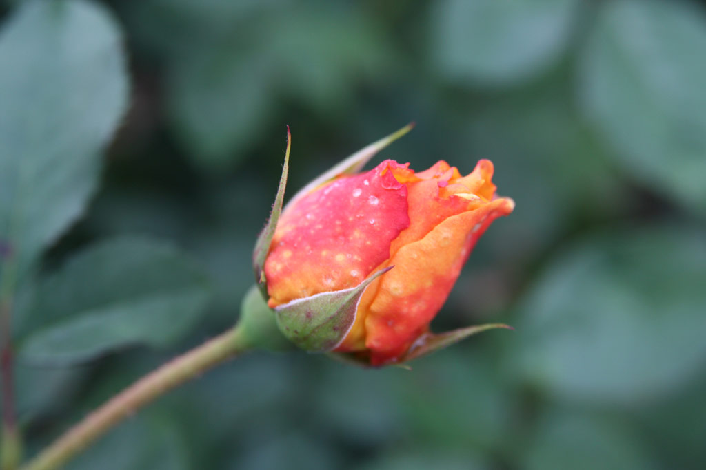 růže Postillion