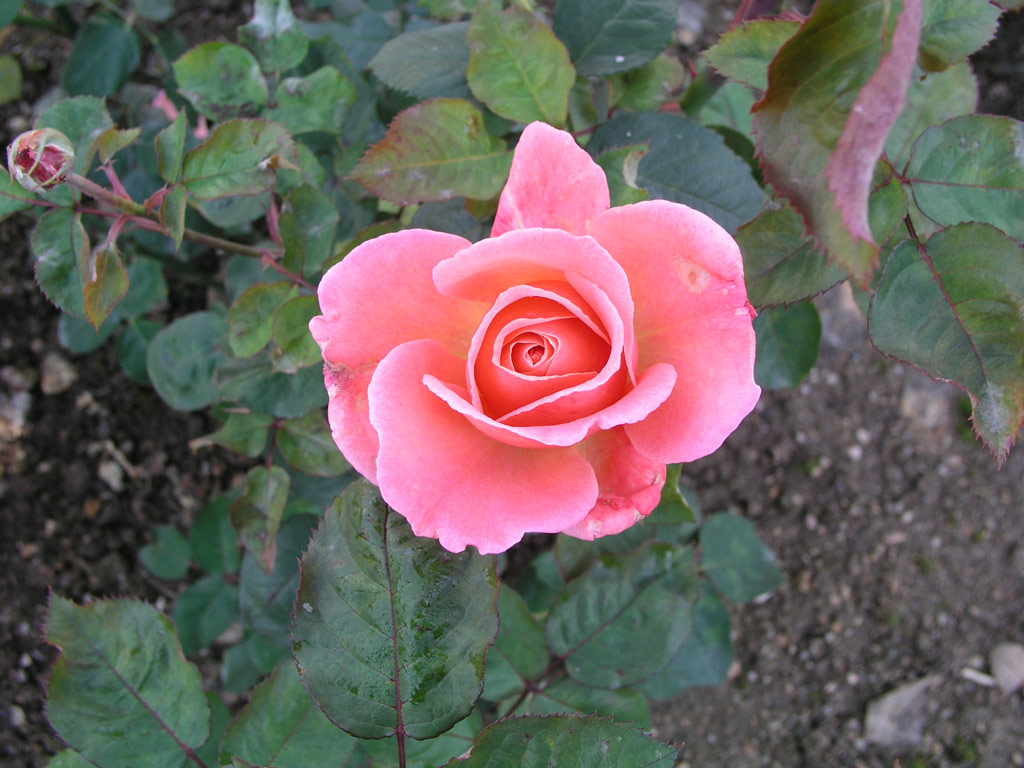 růže Potifar