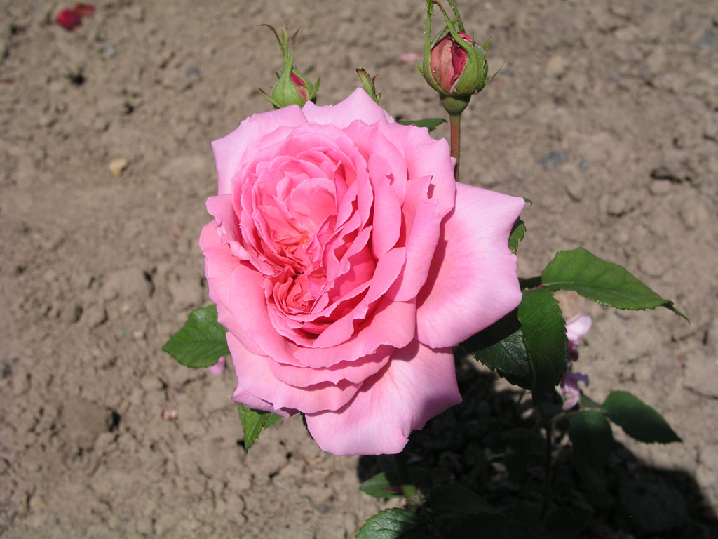 růže Poulsens Bedder