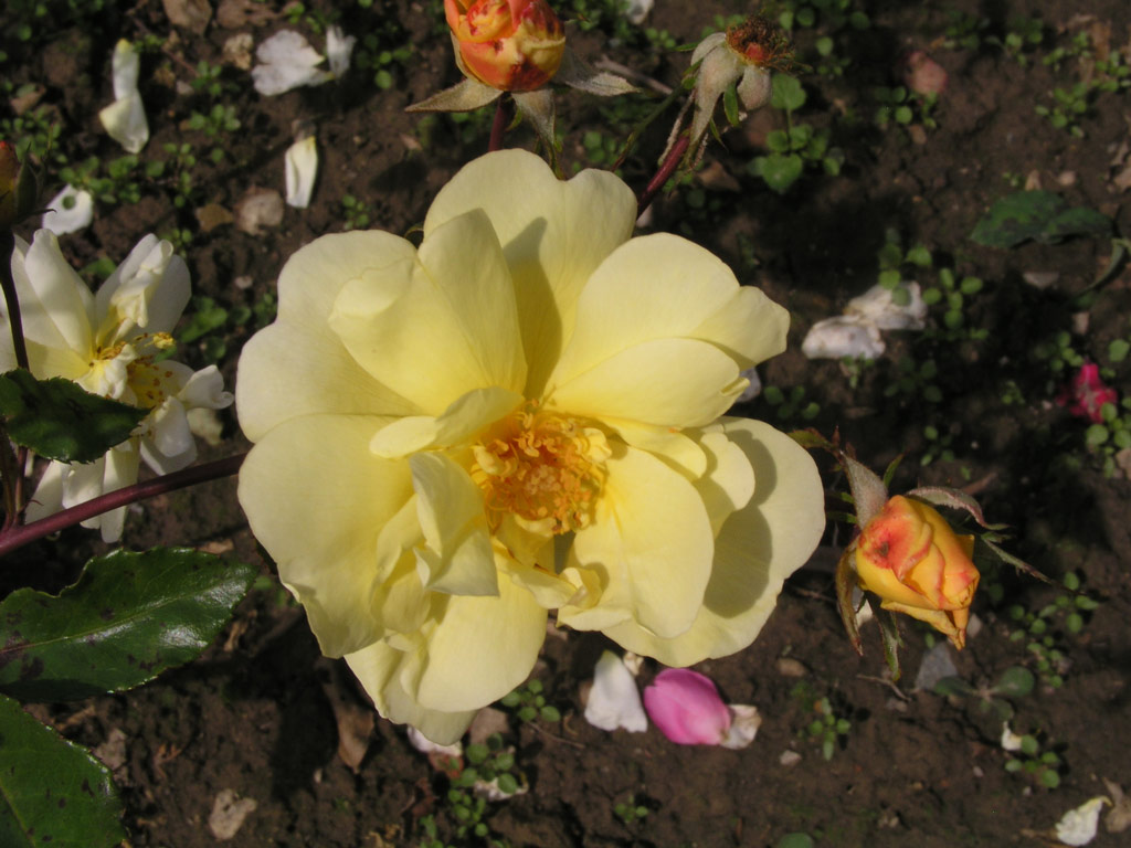 růže Poulsens Yellow