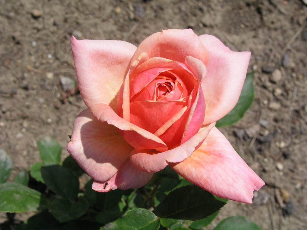 růže Pozsony