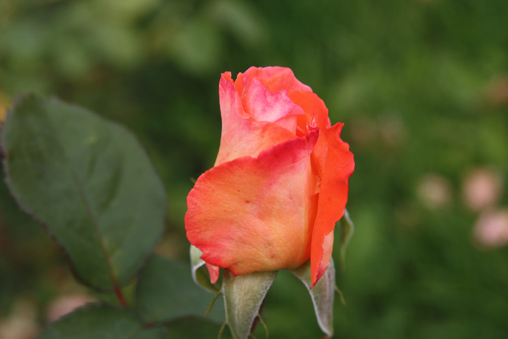 růže Prsident